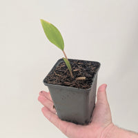 Orontium aquaticum