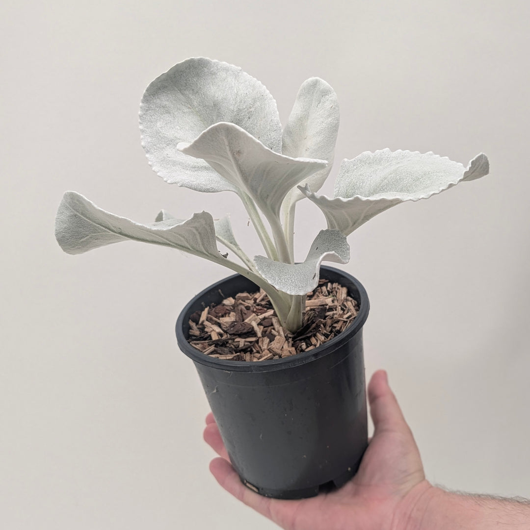 Senecio candidans 'Angel Wings'