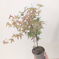 Acer palmatum 'Beni-maiko'