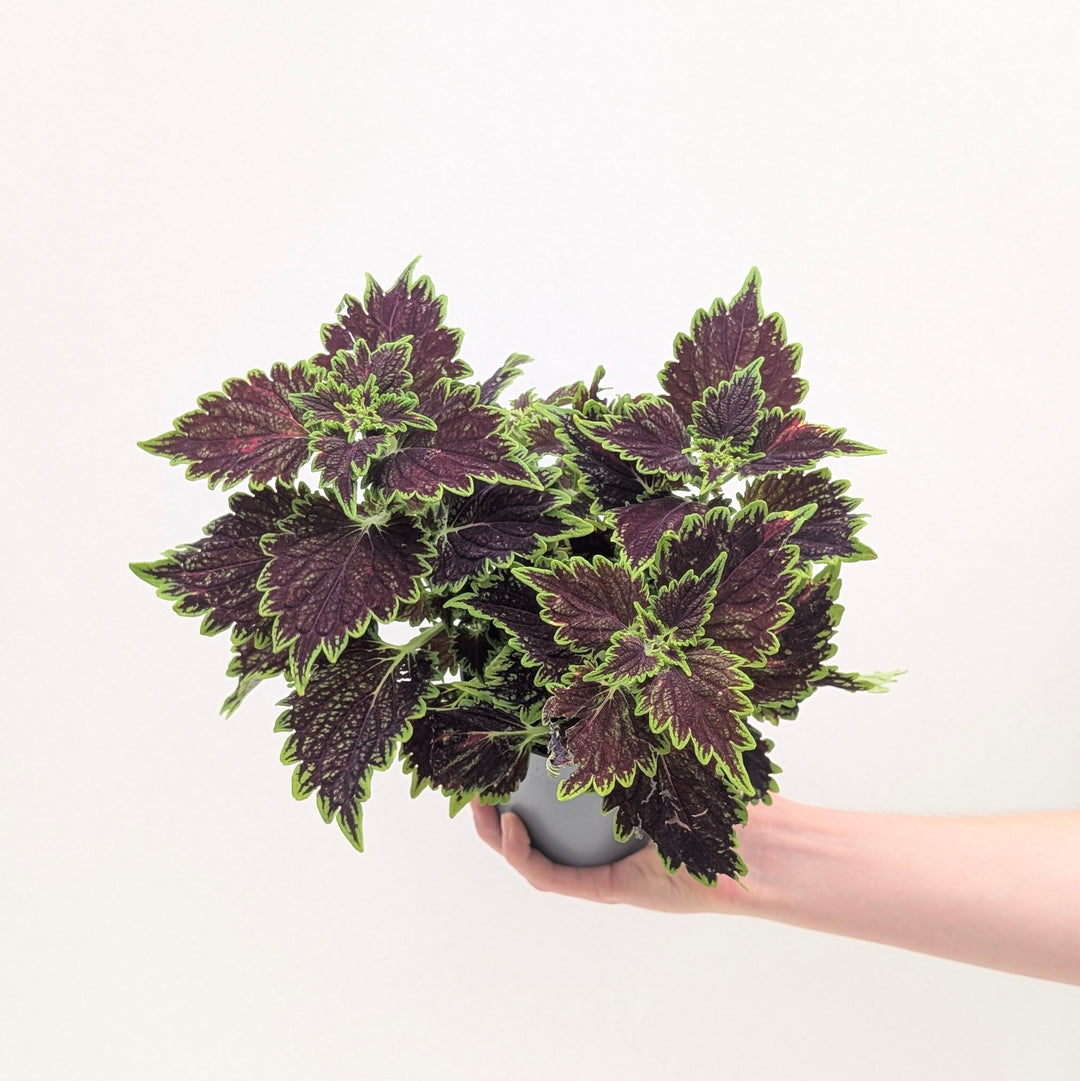 Coleus scutellarioides 'Main Street Bourbon Street'