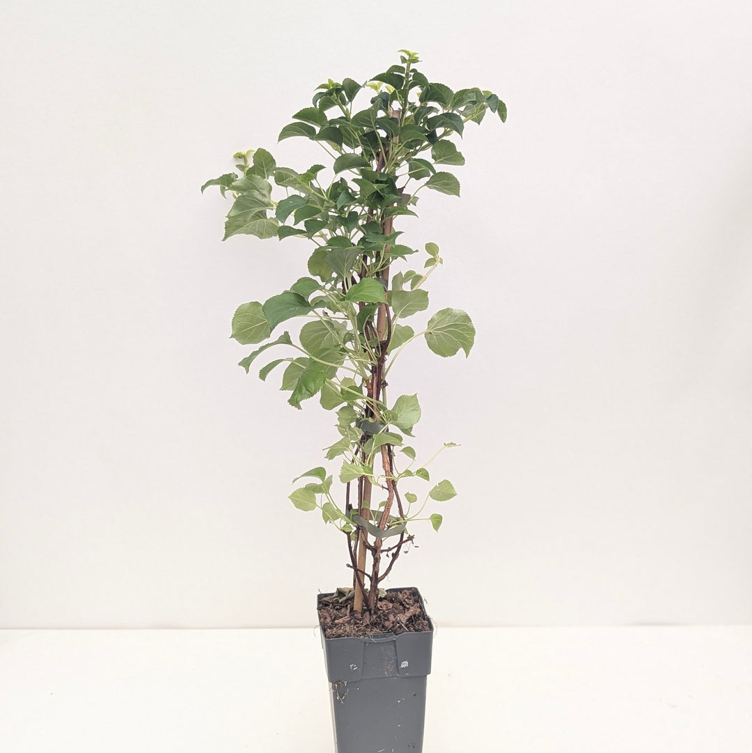 Hydrangea anomala subsp. petiolaris
