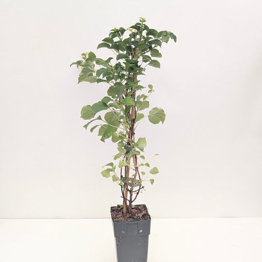 Hydrangea anomala subsp. petiolaris Plants - Outdoor GROW TROPICALS