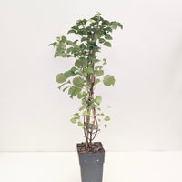 Hydrangea anomala subsp. petiolaris