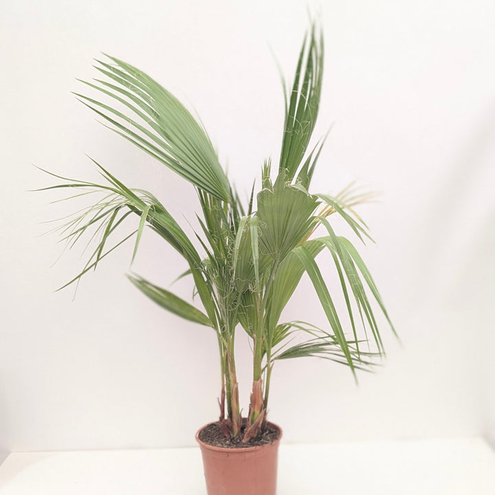 Washingtonia filifera