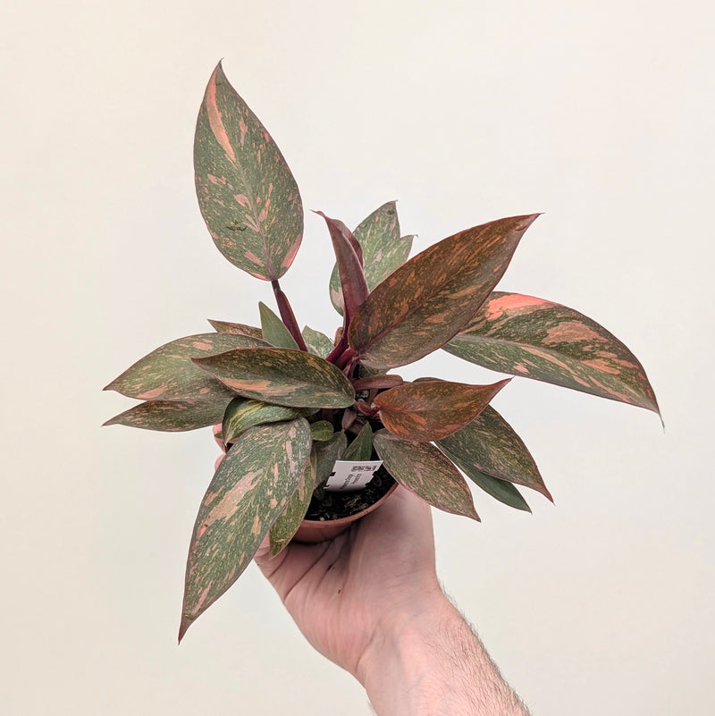 Philodendron 'Orange Princess' Plants GrowTropicals