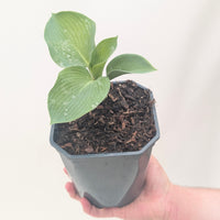 Hosta 'Elegans'