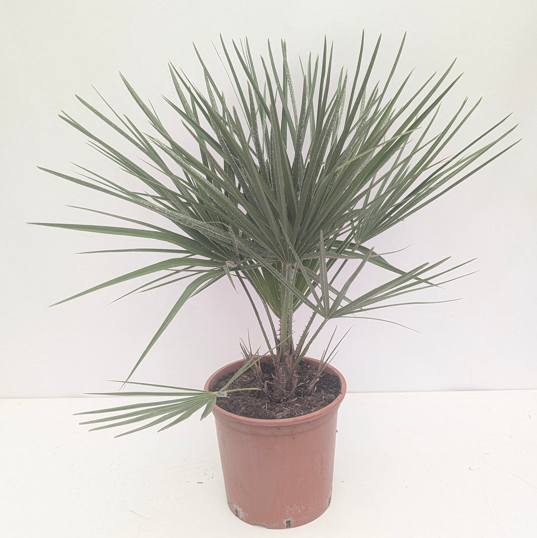 Chamaerops humilis