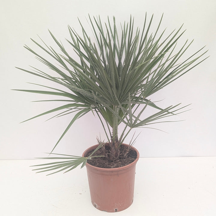 Chamaerops humilis