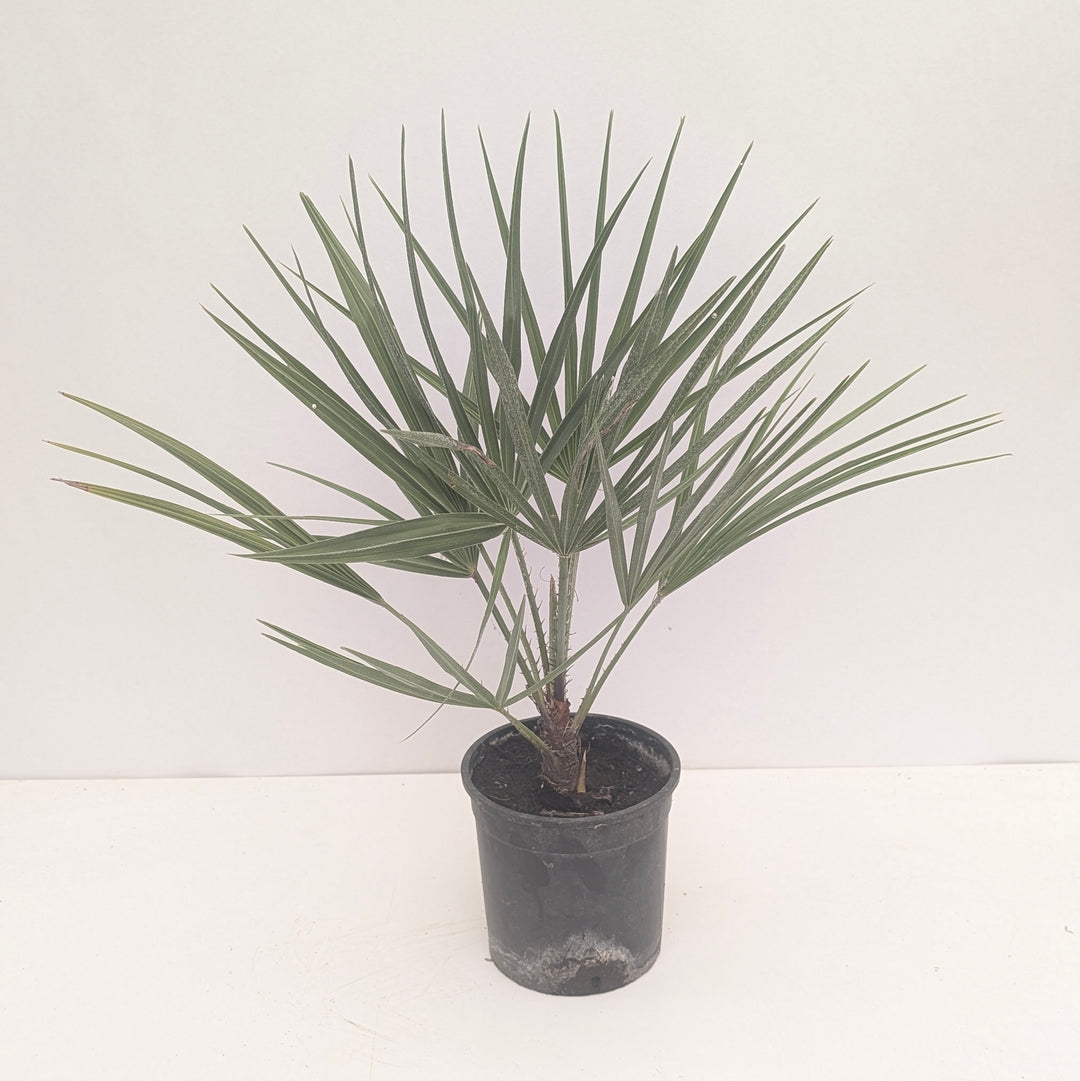 Chamaerops humilis