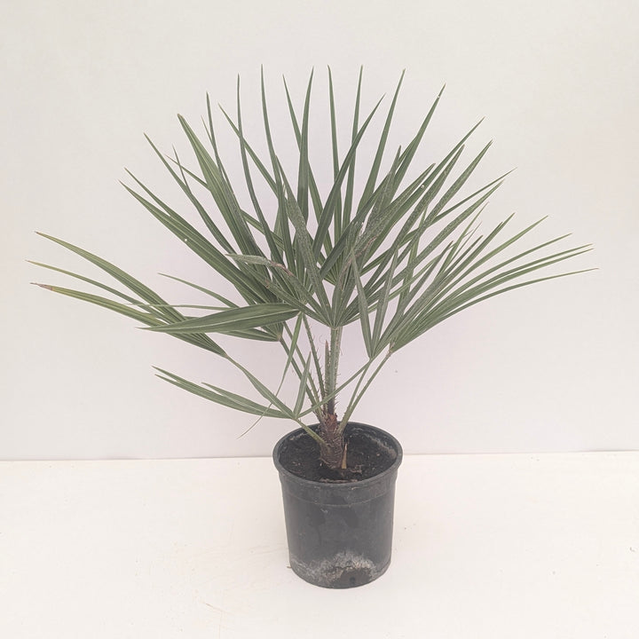 Chamaerops humilis