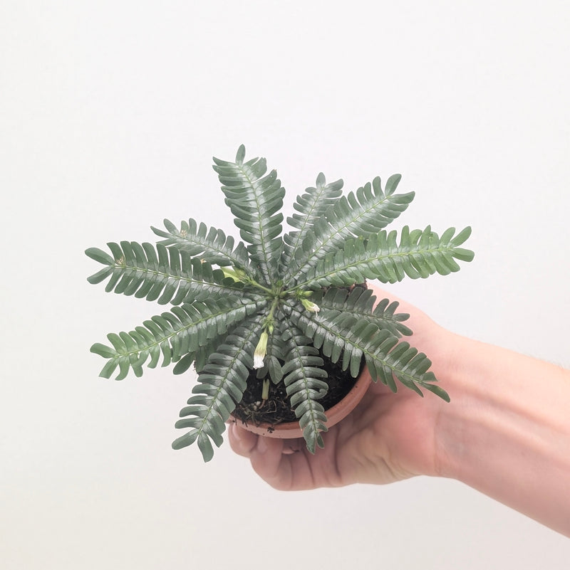 Biophytum zenkeri Plants GROW TROPICALS