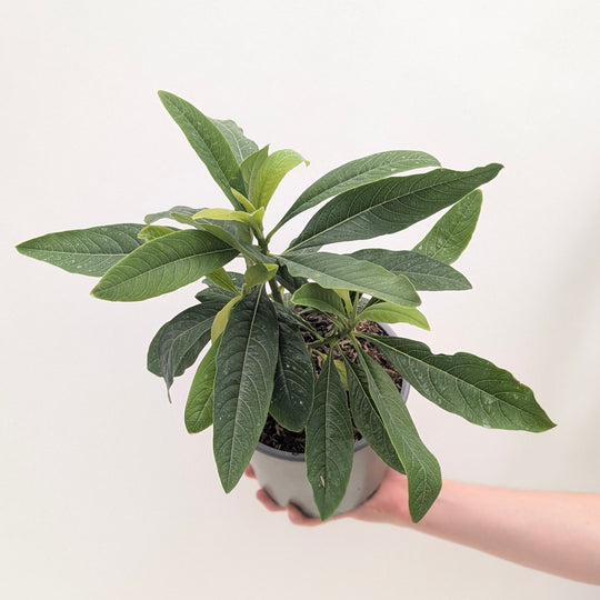 Edgeworthia chrysantha grandiflora Plants - Outdoor GROW TROPICALS