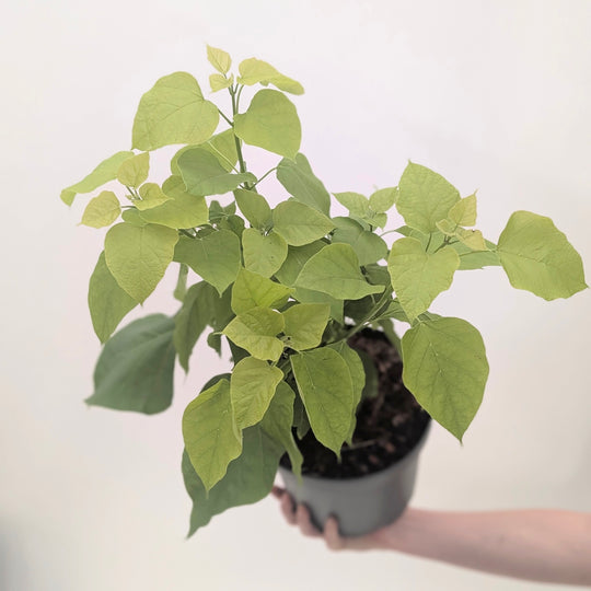 Catalpa bignonioides 'Aurea' Plants - Outdoor GROW TROPICALS