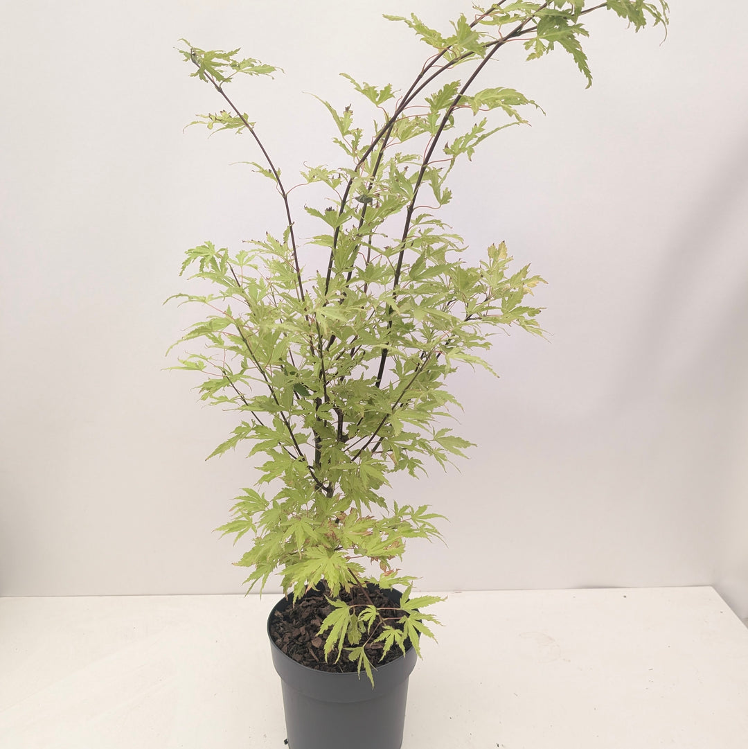 Acer palmatum 'Anne Irene'