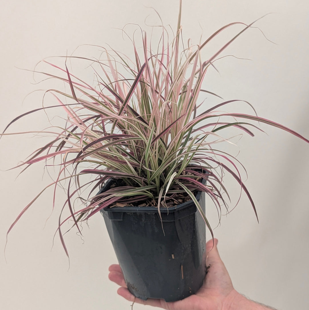 Pennisetum 'Fireworks'
