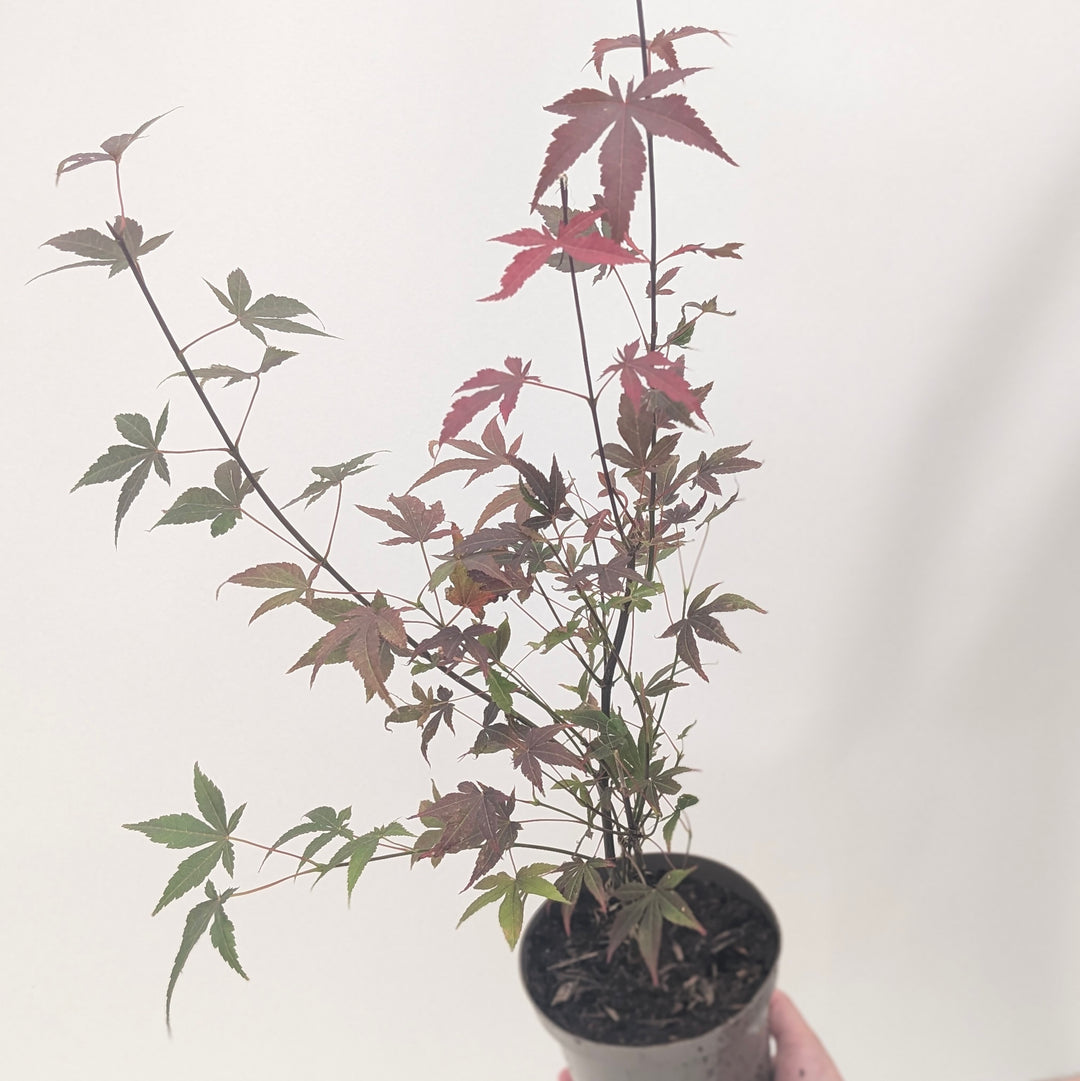 Acer palmatum 'Atropurpureum'