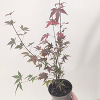 Acer palmatum 'Atropurpureum'