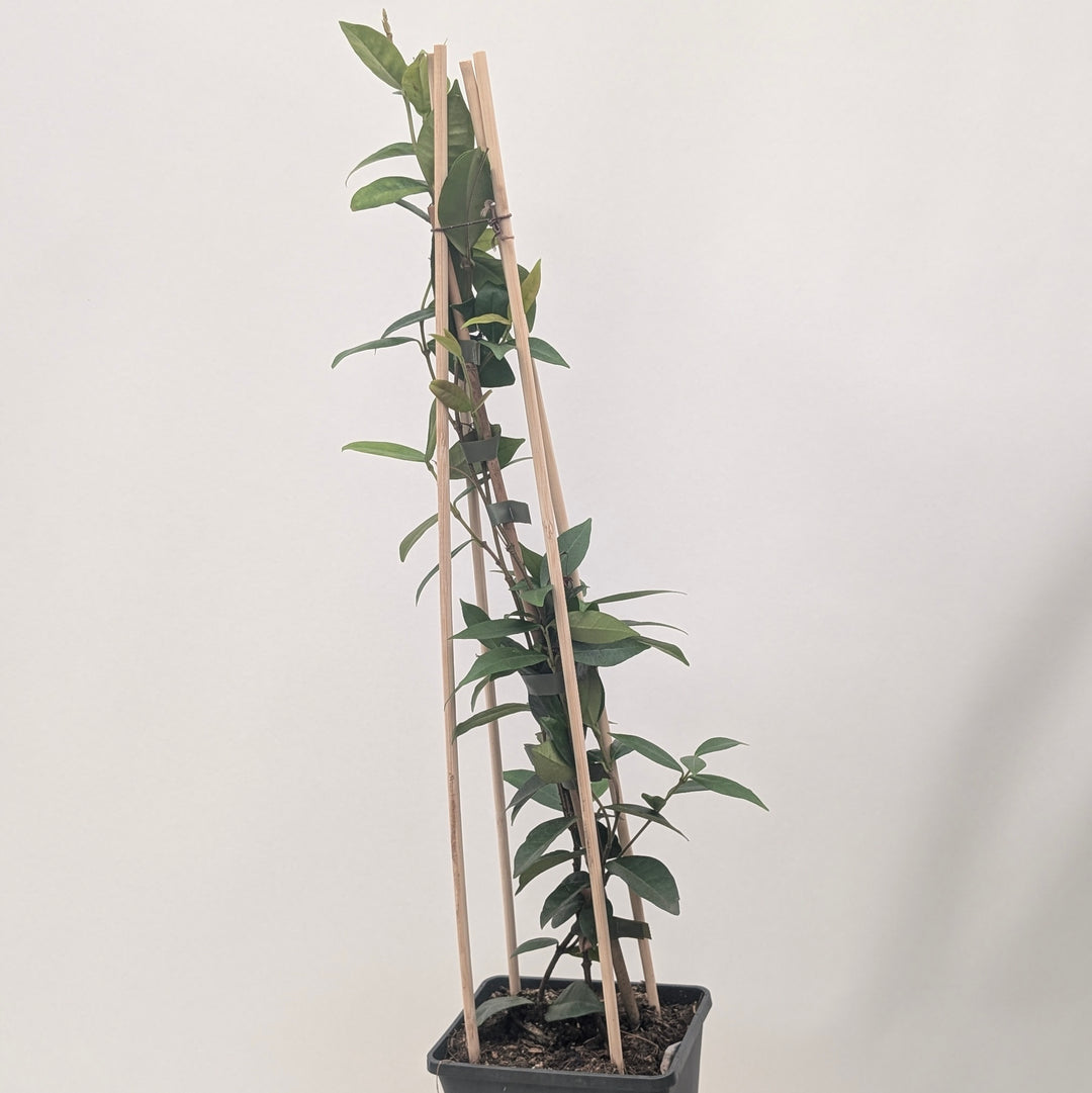 Trachelospermum jasminoides