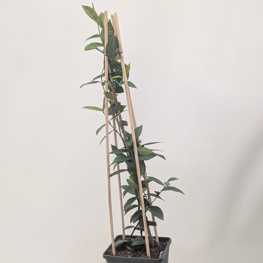 Trachelospermum jasminoides Plants - Outdoor GROW TROPICALS