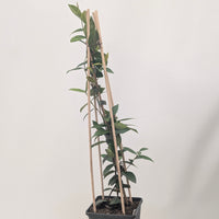 Trachelospermum jasminoides