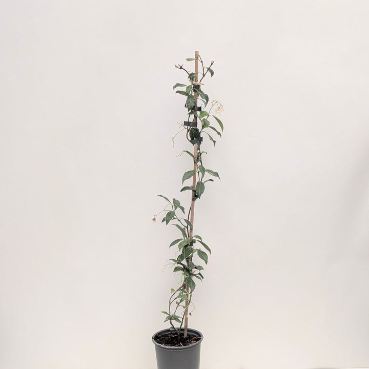 Trachelospermum asiaticum 'Star of Milano'