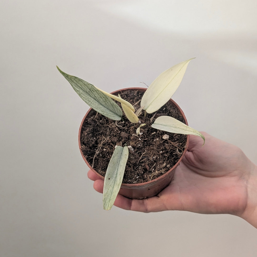 Philodendron 'Florida Ghost' 10.5cm Plants GrowTropicals