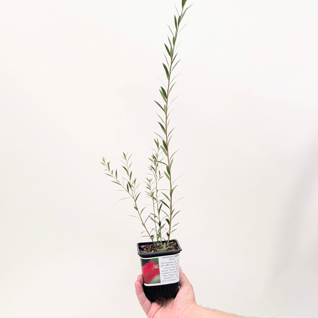 Callistemon rigidus Plants - Outdoor GROW TROPICALS
