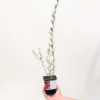 Callistemon rigidus