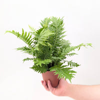 Blechnum gibbum 'Silver Lady'