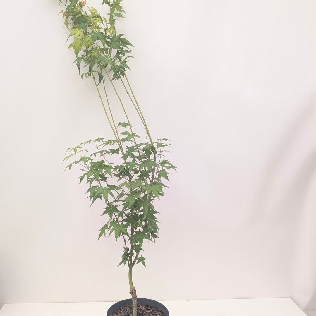Acer palmatum 'Bi Hoo'