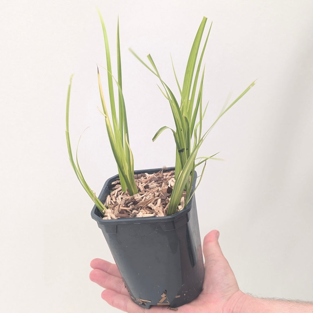 Acorus gramineus 'Ogon'