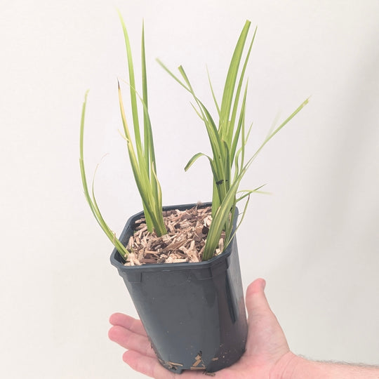 Acorus gramineus 'Ogon' Plants - Outdoor GROW TROPICALS