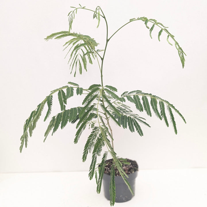 Albizia julibrissin 'Ombrella'