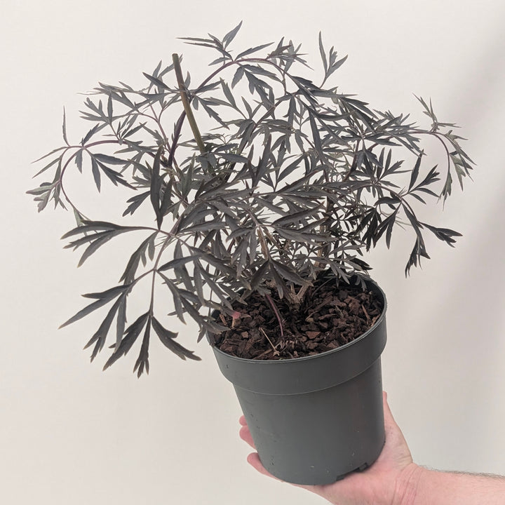 Sambucus nigra 'Black Lace' Plants - Outdoor GROW TROPICALS