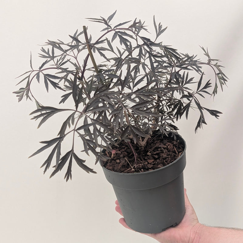 Sambucus nigra 'Black Lace' — 17cm / 2L