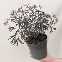 Sambucus nigra 'Black Lace'