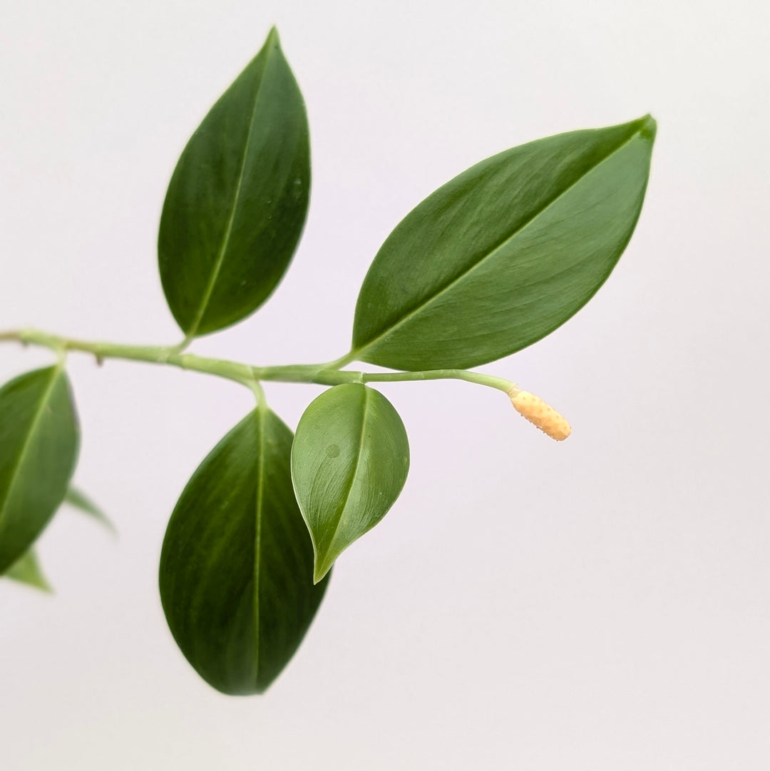 Stenospermation parvum aff. Plants GrowTropicals