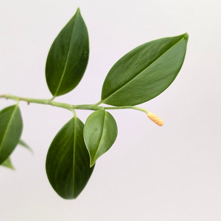 Stenospermation parvum aff. Plants GrowTropicals