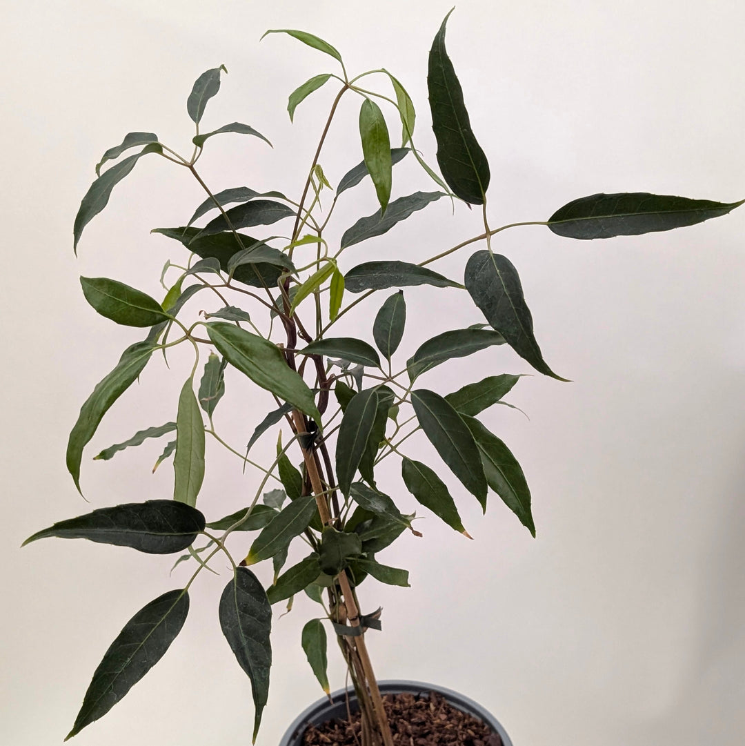 Heptapleurum alpinum 'Mountain Gem' | Schefflera alpina Plants - Outdoor GROW TROPICALS