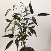 Heptapleurum alpinum 'Mountain Gem' | Schefflera alpina