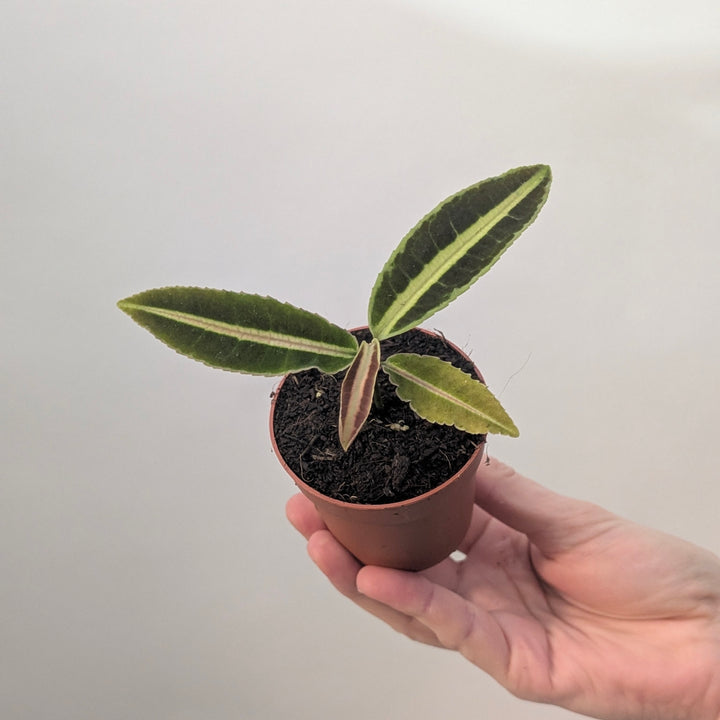 Labisia sp. 'Jabi' 6cm Plants GrowTropicals