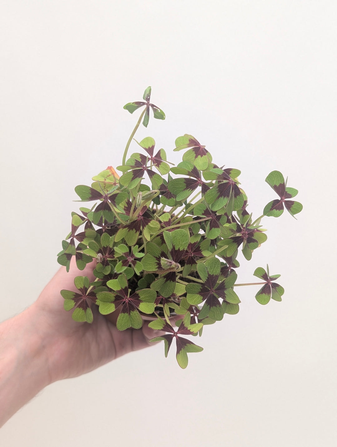 Oxalis tetraphylla (deppei) 'Iron Cross'