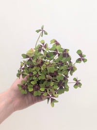 Oxalis tetraphylla (deppei) 'Iron Cross'