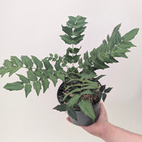 Mahonia x media 'Charity'
