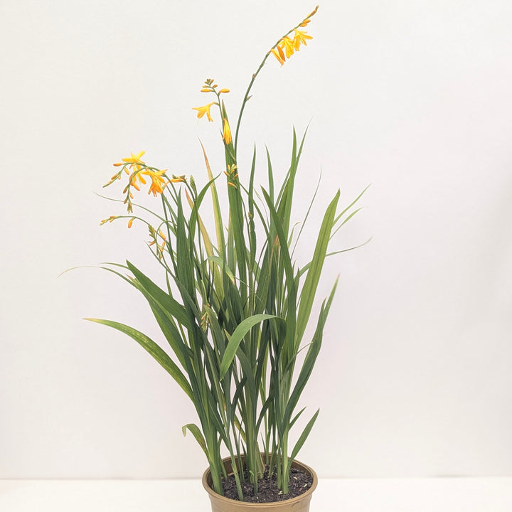 Crocosmia 'George Davidson'