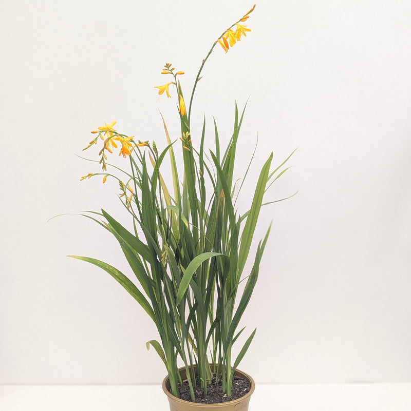 Crocosmia 'George Davidson' — 19cm / 3L