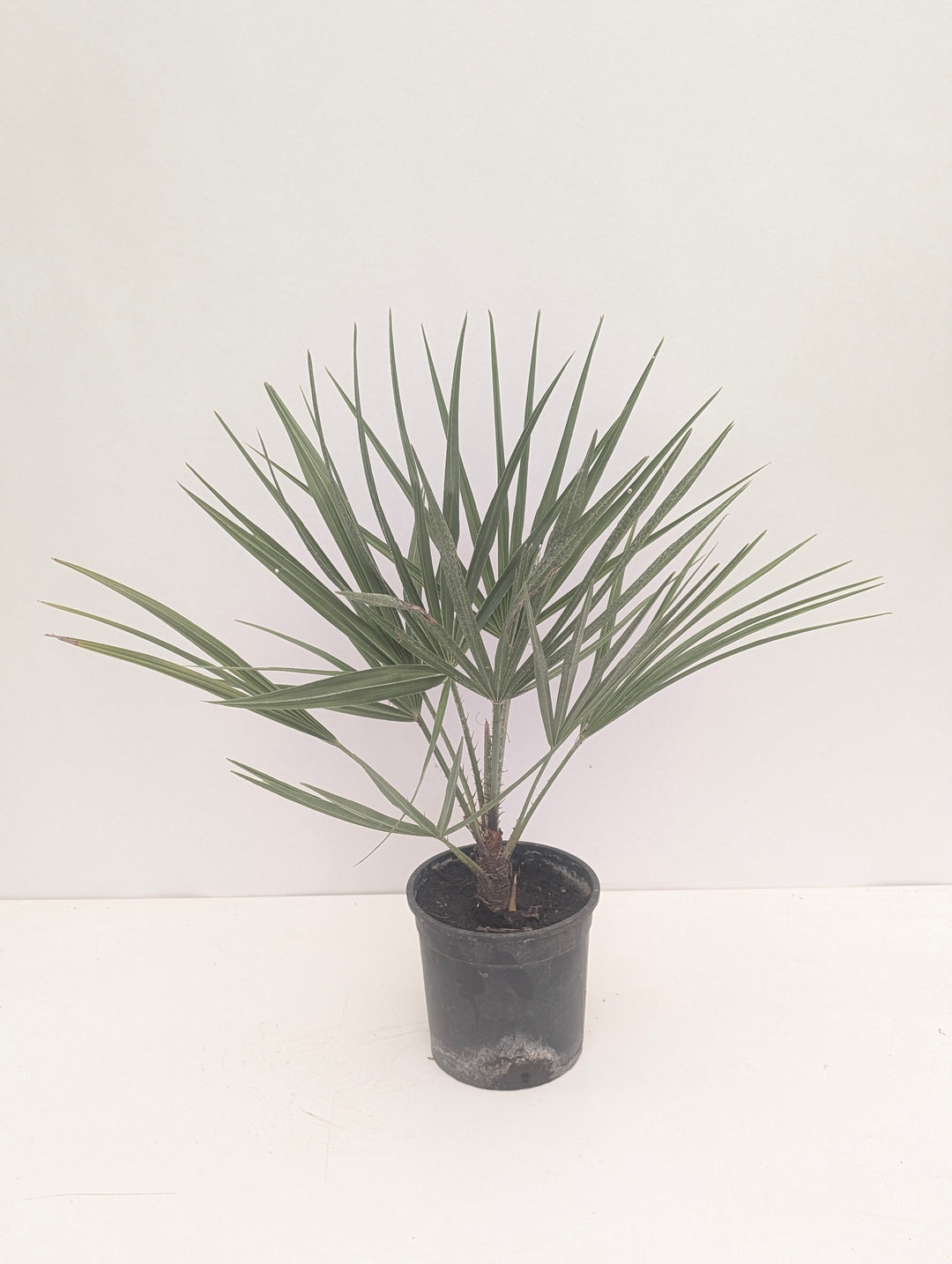 Chamaerops humilis