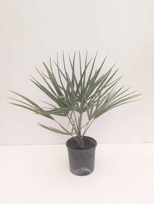 Chamaerops humilis 14cm / 1.5L Plants - Outdoor GROW TROPICALS