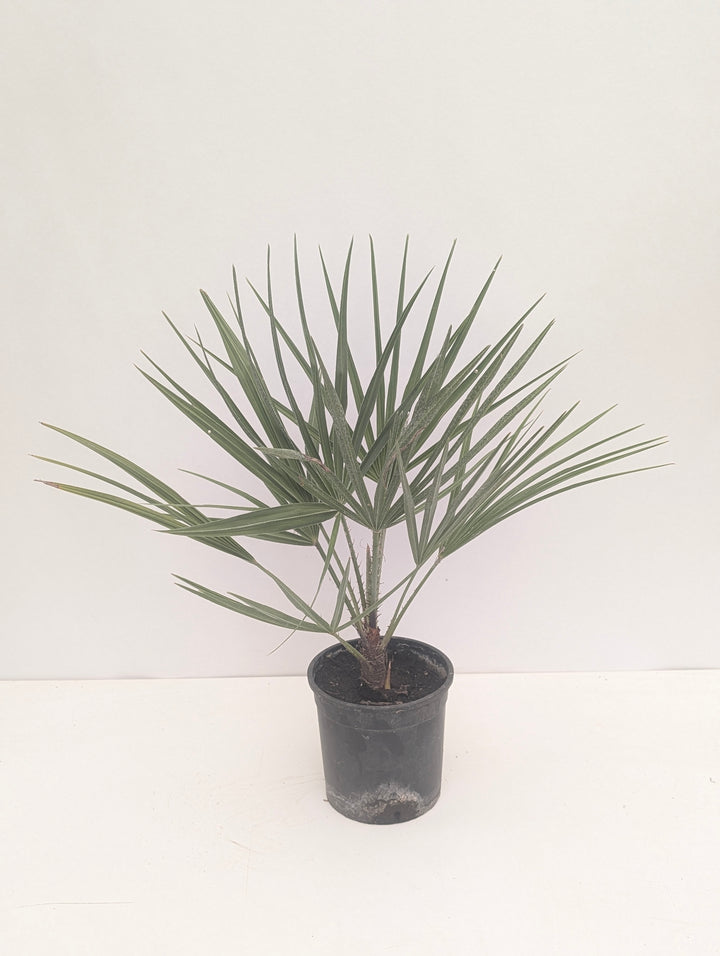 Chamaerops humilis