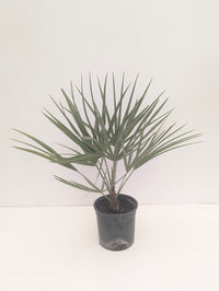 Chamaerops humilis